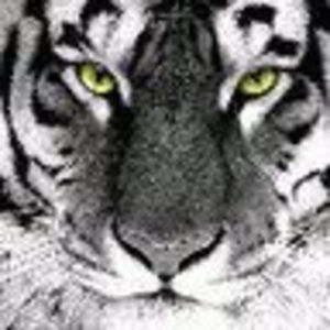 Meet your Posher, Mohammed